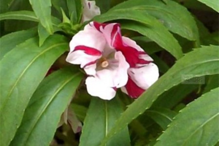 凤仙花叶子蔫了解决办法