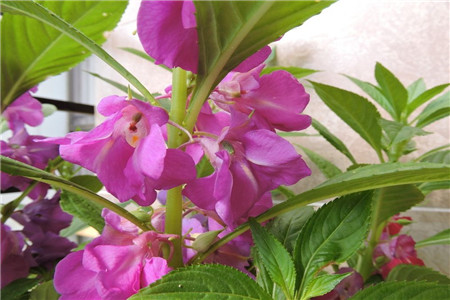 凤仙花怎么种植（家庭养法）