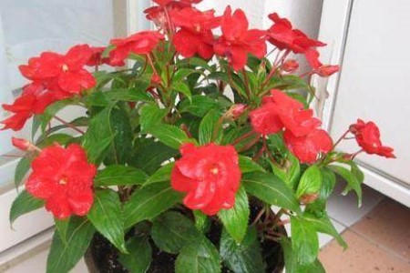 凤仙花怎么种植（家庭养法）