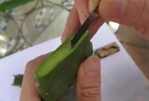 冬季可以嫁接蟹爪兰吗