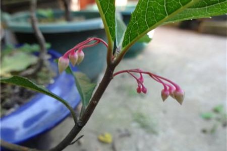 富贵籽几月开花