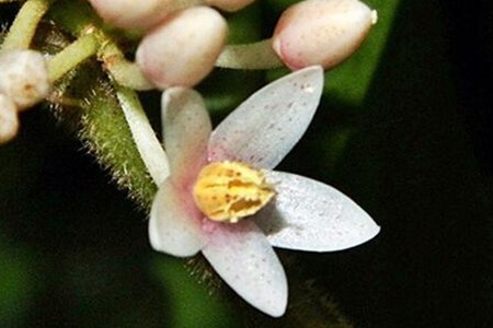 富贵籽几月开花