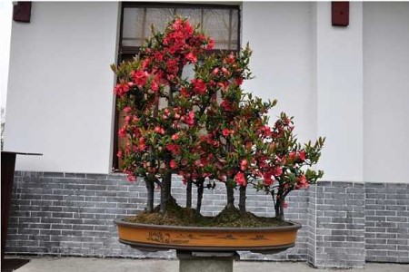 海棠花适合什么土壤
