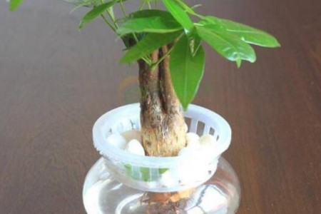 发财树水培能成活吗（附水培的方法）