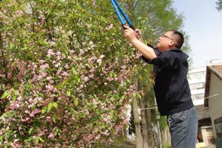 海棠树的修剪时间及方法