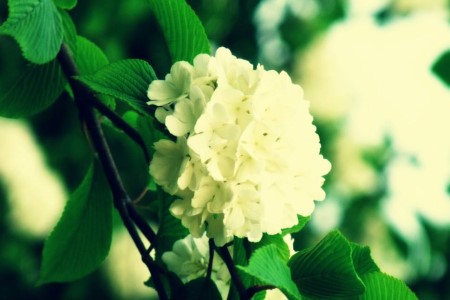 蝴蝶花的花语是啥