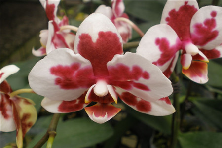 蝴蝶兰花花期能持续多久