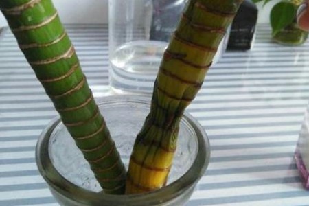 富贵竹杆子萎缩还有救吗