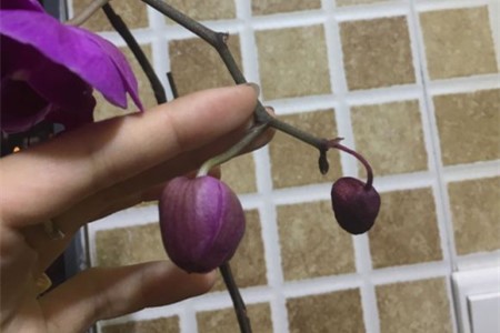 蝴蝶兰花蕾枯萎解决办法