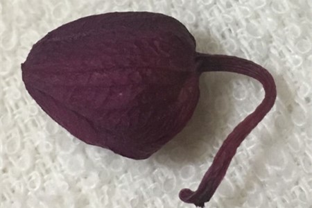蝴蝶兰花蕾枯萎解决办法