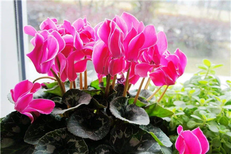 仙客来的花语是啥
