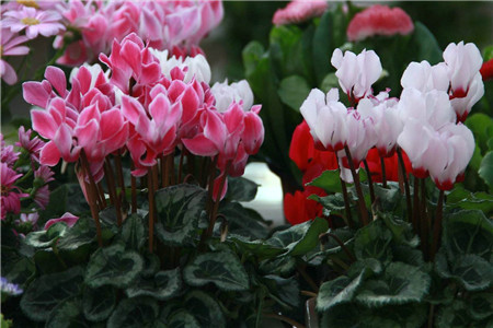 仙客来的花语是啥