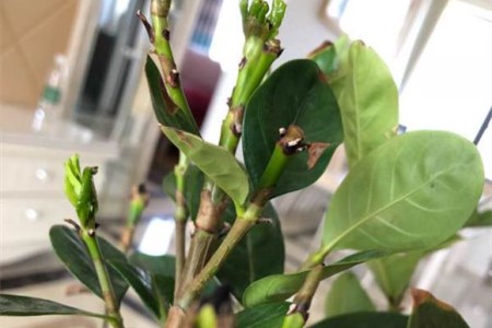 栀子花叶子发黑像被烧了是什么问题