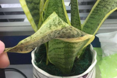 虎皮兰叶子蔫软是啥原因