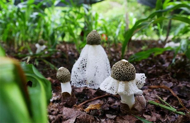 竹荪采摘时间及注意些什么