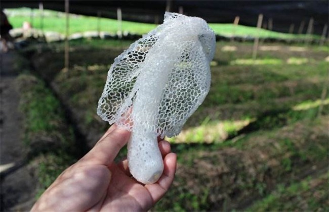 竹荪采摘时间及注意些什么