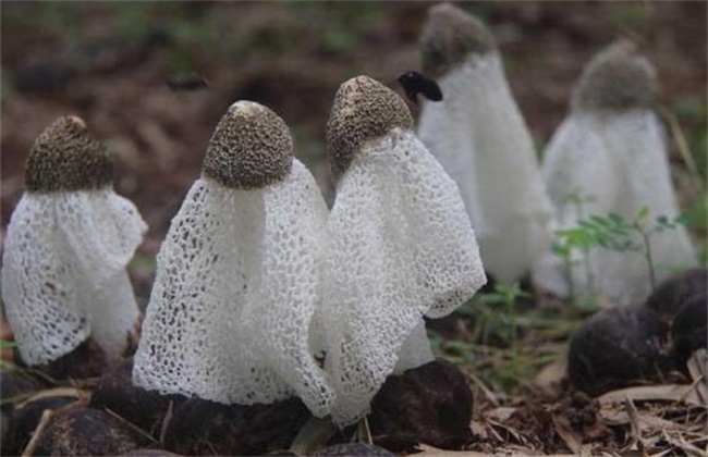 竹荪采摘时间及注意些什么