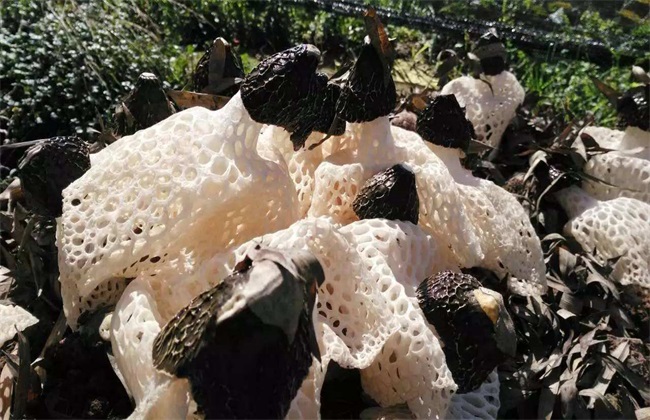 竹荪采摘时间及注意些什么