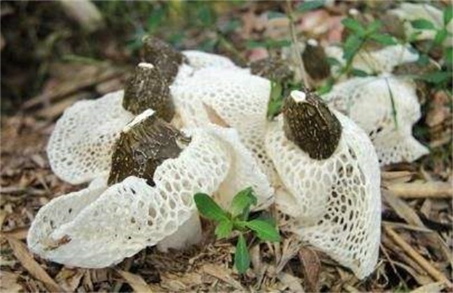 竹荪采摘时间及注意些什么