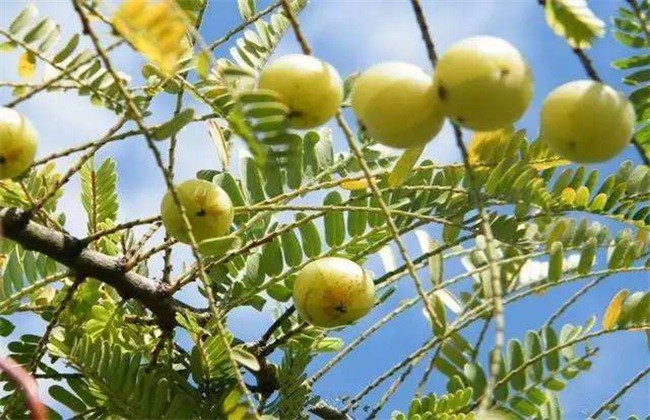 余甘果种植技术