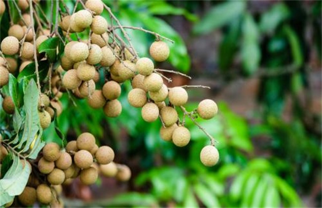 龙眼种植管理技术
