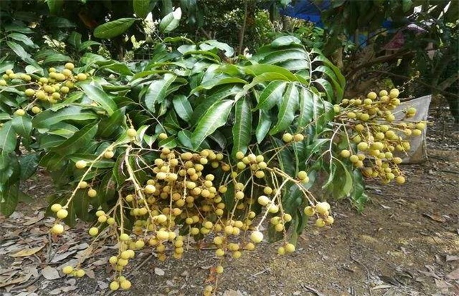 龙眼种植管理技术
