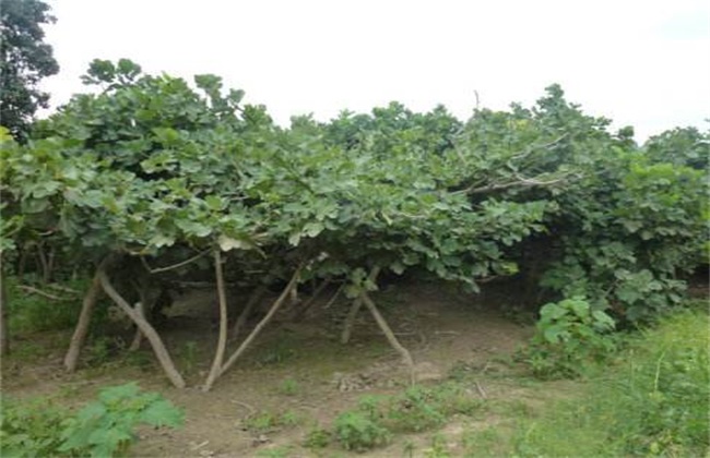 无花果不结果是啥原因
