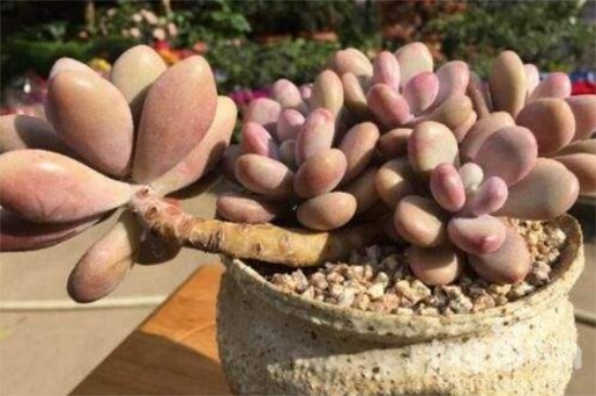 桃美人夏天怎么种植，室内控温勤施薄肥