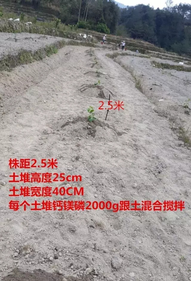 种植黄金百香果栽种定植方法