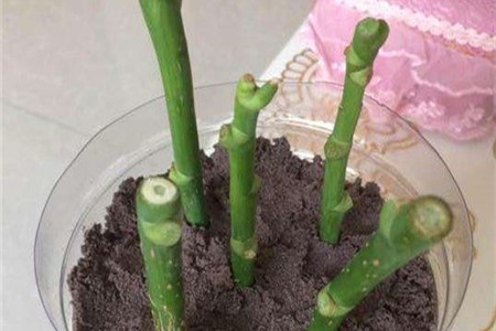 鹅掌木的扦插繁殖方法