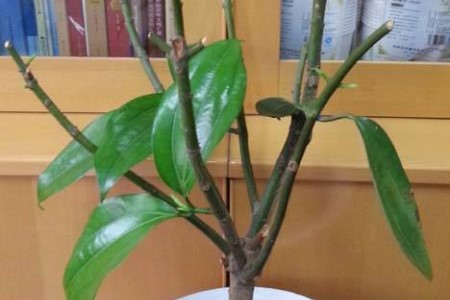 平安树干枯了还能救活吗