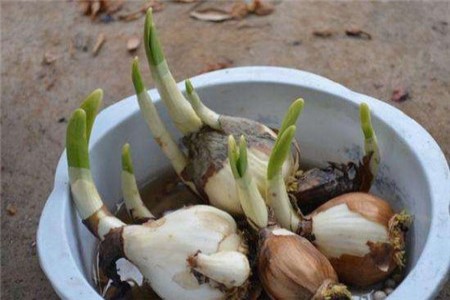 水仙花开过后怎么处理