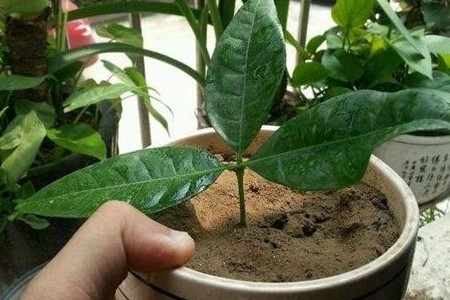 发财树冬天需要剃头吗