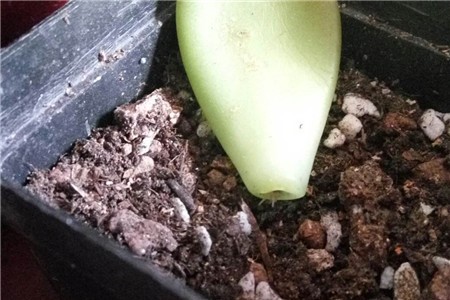 多肉长高了以后的砍头方法