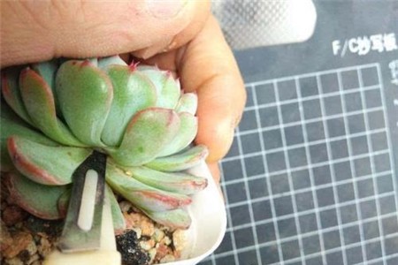 多肉长高了以后的砍头方法