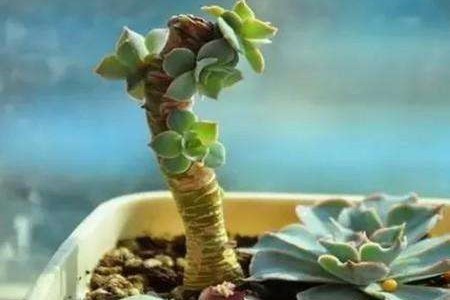 多肉长高了以后的砍头方法