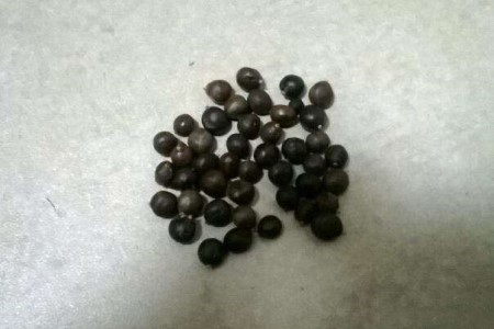 盆栽芍药花的种植方法