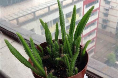 火龙果树苗（种植方法、价钱）