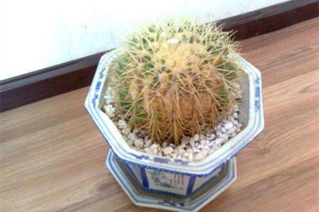 仙人球发黄了解决办法