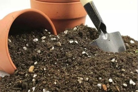 盆栽芍药花的种植方法