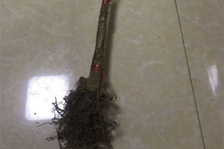 桂花的叶子掉光了以后还能成活吗