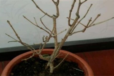 桂花的叶子掉光了以后还能成活吗