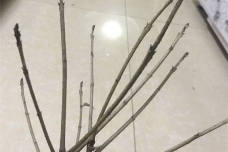 桂花的叶子掉光了以后还能成活吗