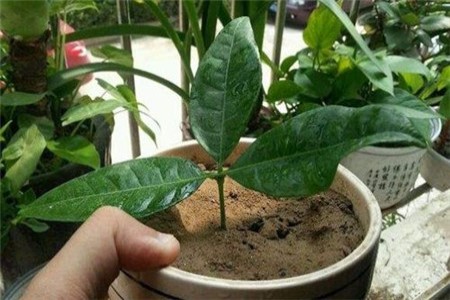 发财树的繁殖方法（扦插、嫁接、播种）
