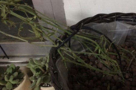 黄木香的种植方法