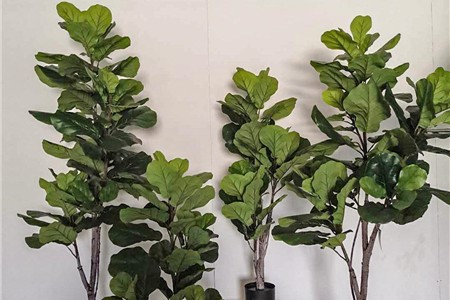 琴叶榕好养吗，应该怎么种植？