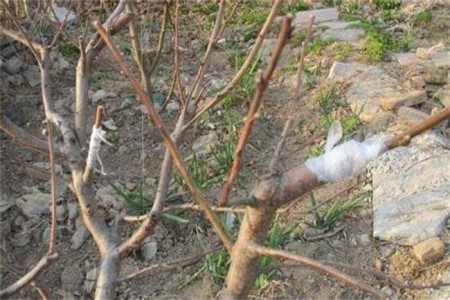 苹果树的嫁接时间和方法