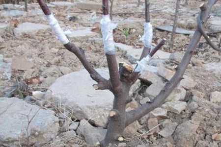 苹果树的嫁接时间和方法