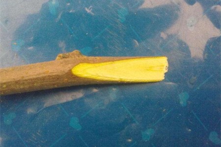 苹果树的嫁接时间和方法