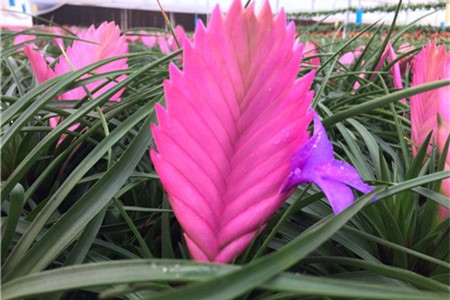 铁兰1年开几次花，什么时候开花？